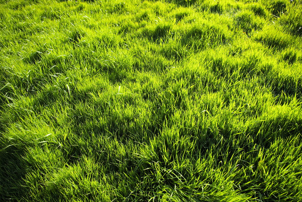 Normandía, nuestro querido desierto verde